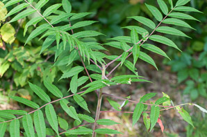 Rhus typhina (staghorn sumac)