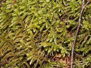 Rhytidiadelphus triquetrus (rough goose neck moss, electrified cat tail moss)
