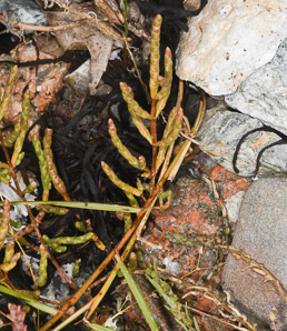 Salicornia depressa (slender glasswort, samphire, chicken-claws, common glasswort, sleder glasswort)