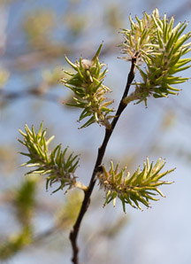 Salix cinerea (gray willow, large gray willow)