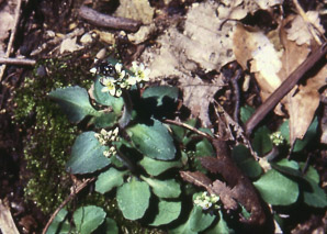 Saxifraga virginiensis (early saxifrage)