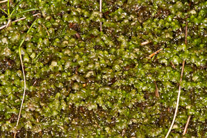 Scapania nemorea