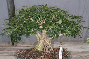 Schefflera arboricola (umbrella tree)