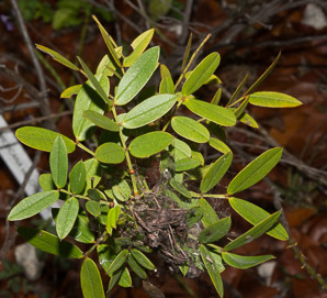 Senna mexicana (Chapman’s wild sensitive plant, Bahama cassia)