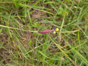 Sisyrinchium mucronatum (blue-eyed grass, needle-tipped blue-eyed-grass, needletip blue-eyed grass)
