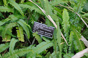 Sphaeropteris cooperi (Australian tree fern, lacy tree fern)