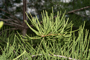 Taxodium ascendens (pond cypress, pondcypress)