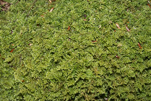 Thuidium delicatulum (delicate fern moss, fern moss, common fern moss)