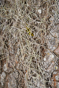 Tillandsia usneoides (spanish moss)