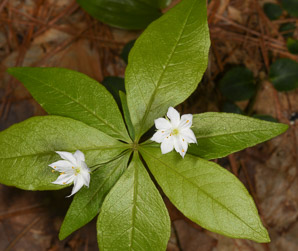 Trientalis borealis (starflower, may star, Star-of-Bethlehem)