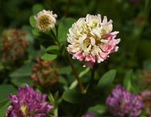 Trifolium hybridum (alsike clover)