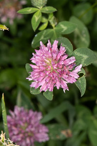 Trifolium pratense (pink clover)