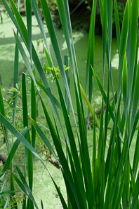 Typha latifolia (common cattail, bulrush, common bulrush, broadleaf cattail, great reedmace, Cooper’s reed, cumbungi, narrow-leaved cattails)