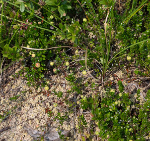 Vaccinium macrocarpon (American cranberry, cranberry, large cranberry)