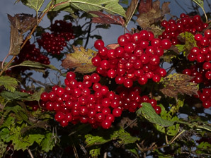 Viburnum opulus (Guelder rose, water elder, European cranberrybush, cramp bark, snowball tree)