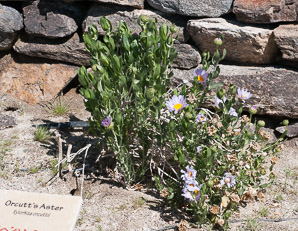Xylorhiza orcuttii (Orcutt’s aster, Orcutt’s woody aster, borego aster, mojave aster)
