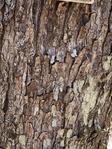 Acer rubrum (red maple, swamp maple, soft maple)