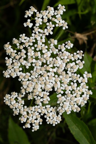 Achillea millefolium (common yarrow, gordaldo, nosebleed plant, old man’s pepper, devil’s nettle, sanguinary, milfoil, soldier’s woundwort, thousand-leaf, thousand-seal, yarrow)