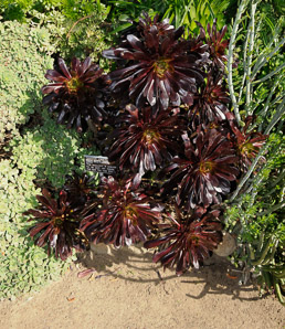 Aeonium arboreum (aeonium zwartkop, black rose)