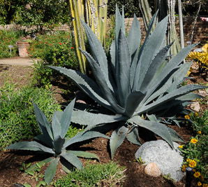 Agave tequilana (blue agave, Weber’s agave)