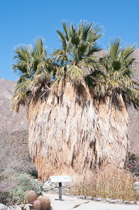 Arecaceae (palm)