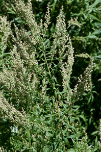 Artemisia vulgaris (wormwood, mugwort, common mugwort, common wormwood)