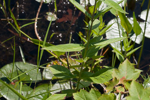 Asclepias incarnata (swamp milkweed, rose milkweed, swamp silkweed, white Indian hemp, scarlet milkweed)