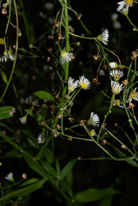 Boltonia asteroides (false aster, white doll’s daisy)