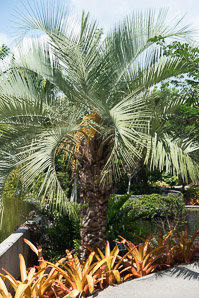 Butia capitata (pindo palm, jelly palm)