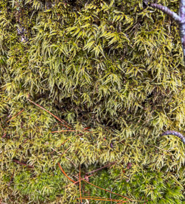 Callicladium haldanianum (callicladium moss)