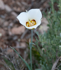 Calochortus nuttallii (sego lily)
