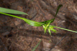 Carex folliculata (northern long sedge)