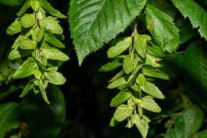 Carpinus caroliniana (American hornbeam, ironwood, musclewood)
