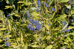 Caryopteris × (bluebeard)