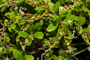 Chamaedaphne calyculata (leatherleaf)