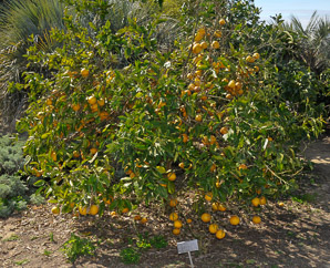 Citrus × (cocktail grapefruit)