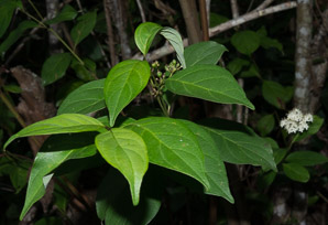 Cornus foemina (swamp dogwood)