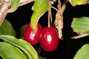 Cornus mas (Cornelian cherry dogwood)