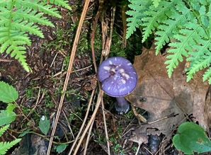 Cortinarius iodes (spotted cort, heliotrope webcap, viscid violet cort)