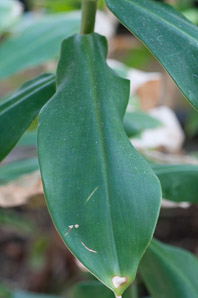 Costus comosus (red velvet ginger, spiral ginger)