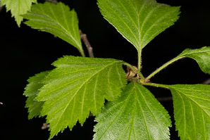 Crataegus chrysocarpa (fireberry hawthorn)