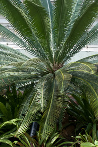 Cycas