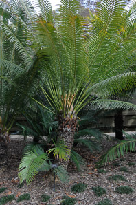 Cycas circinalis (queen sago palm)
