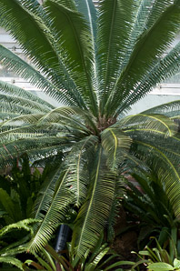 Cycas spp. (sago palm)