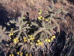Cylindropuntia spinosior (cane cholla, walkingstick cactus)