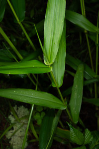 Dichanthelium latifolium (broadleaf rosette grass)