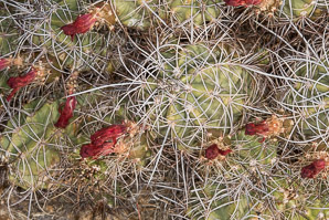 Echinocereus mojavensis (Mojave mound cactus, Mojave kingcup cactus, Mojave hedgehog)