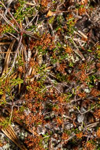 Empetrum nigrum (black crowberry)
