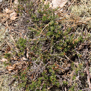 Empetrum nigrum (black crowberry)