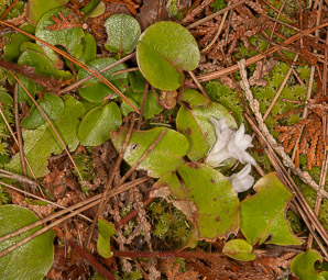 Epigaea repens (trailing arbutus)